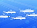 銀魚(yú)